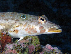 Latticed sandperch by Martin Dalsaso 